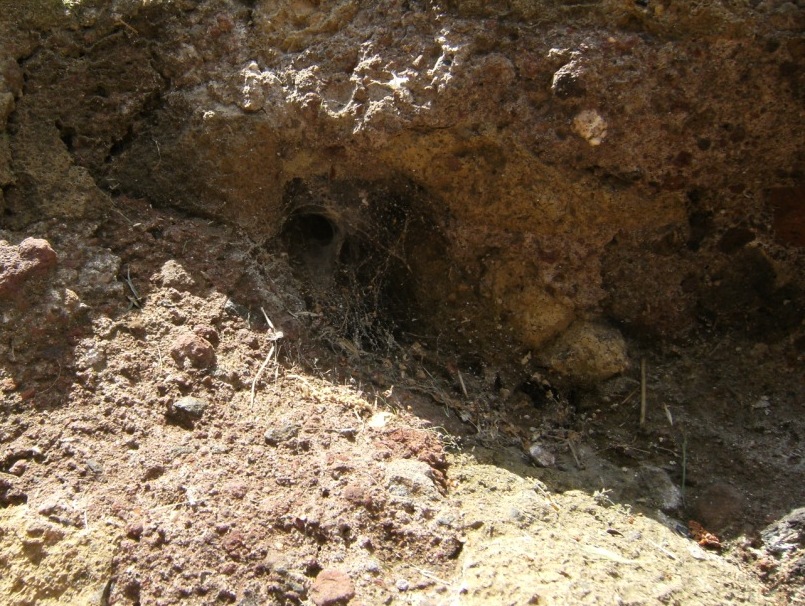 Lycosoides coarctata